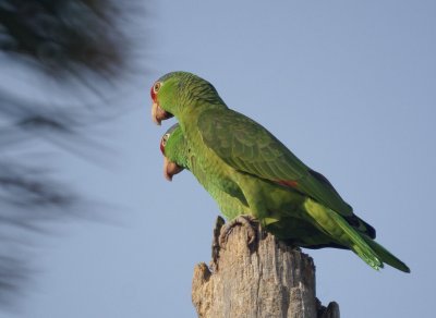 Red-crowned Parrot