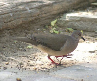 White-tipped Dove