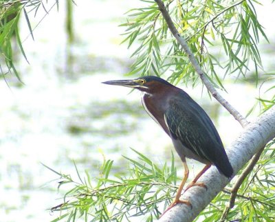 Green Heron