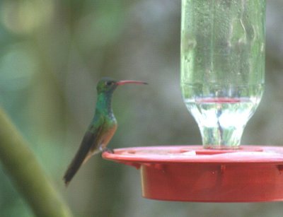 Buff-bellied Hummingbird