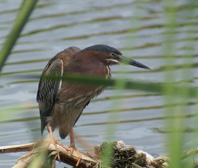 Green Heron