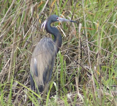 Tricolored Heron