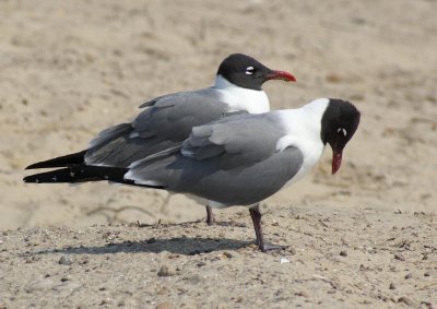 Laughing Gull