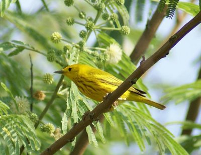 Yellow Warbler