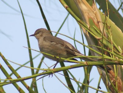 Northern Mockingbird