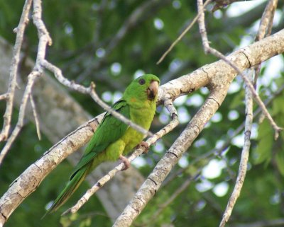 Green Parakeet