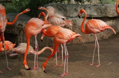 Greater Flamingo