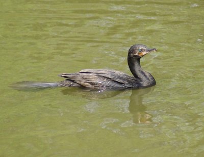 Neotropic Cormorant
