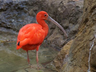 Scalet Ibis