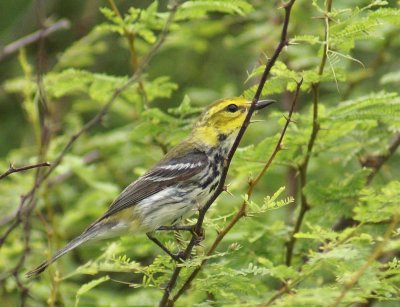 Black-troated Green Warbler