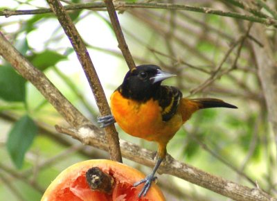 Baltimore Oriole