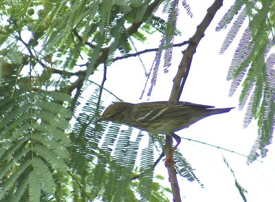 Blackpoll Warbler