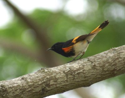 American Redstart