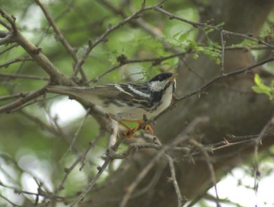 Blackpoll Warbler