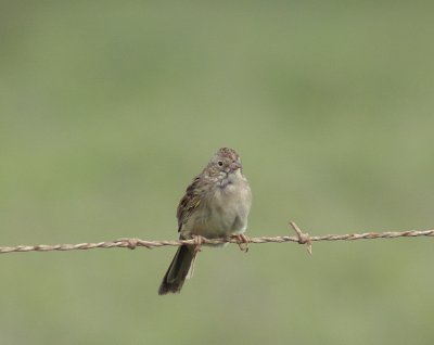Botteri's Sparrow
