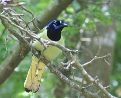 Green Jay