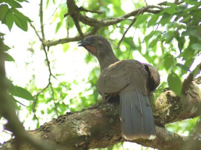 Plain Chacalacca