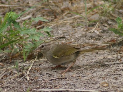 Olive Sparrow