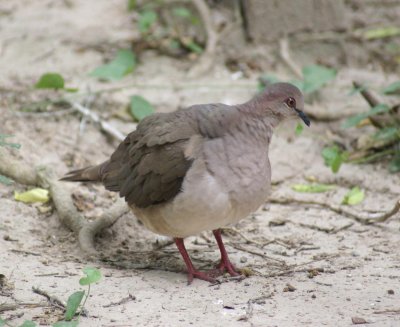White-tipped dove