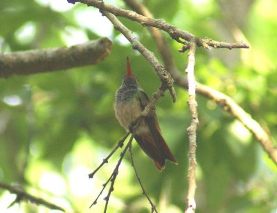 Buff-bellied Hummingbird
