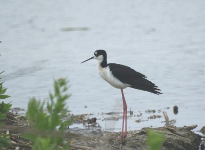 Black-necked Stilt