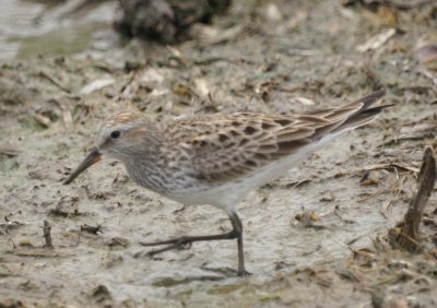 White-rumped Sandpiper