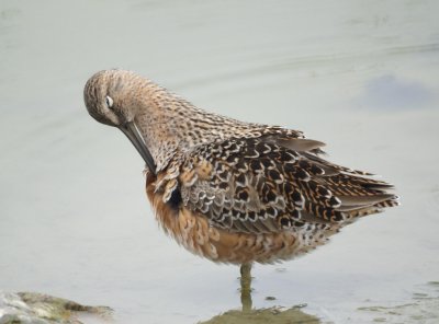 Long-billed Dowitcher