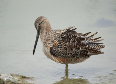 Long-billed Dowitcher