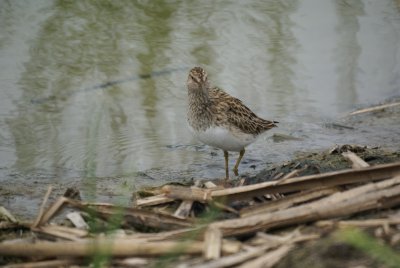 Pectoral Sandpiper