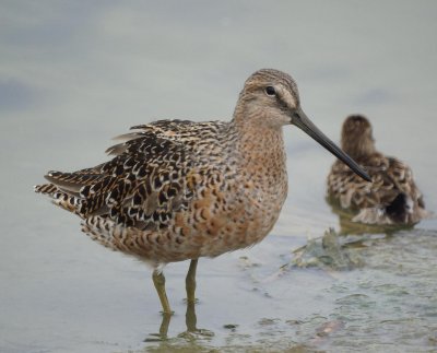 Long-billed Dowitcher
