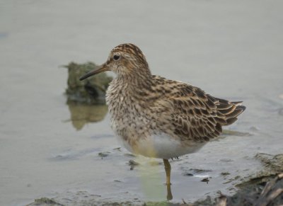 Pectoral Sandpiper