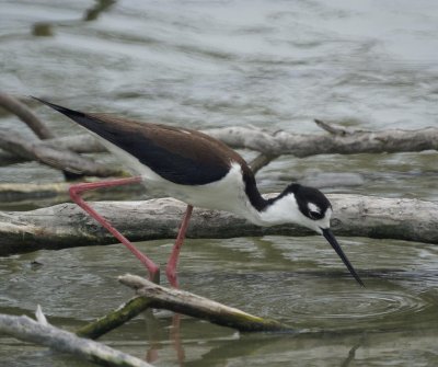 Black-necked Stilt