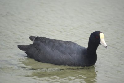 American Coot