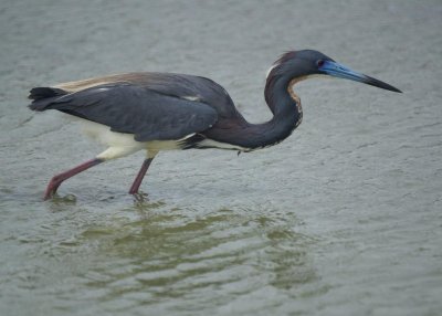Tricoloerd Heron