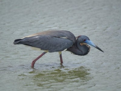 Tricoloerd Heron