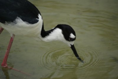 Black-necked Stilt