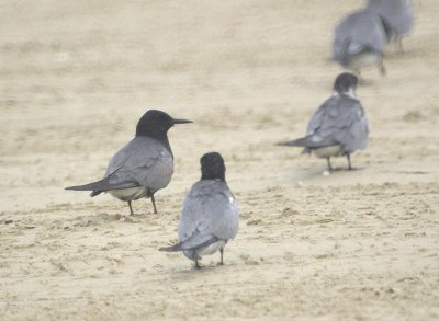 Black Tern
