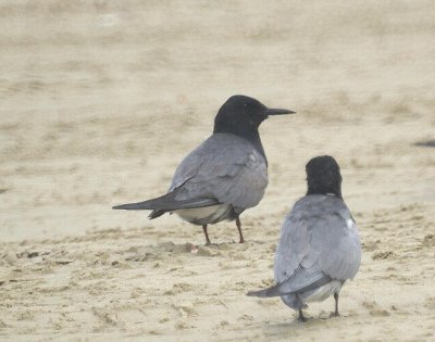 Black Tern