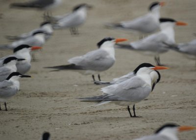 Royal & Sandwich Terns