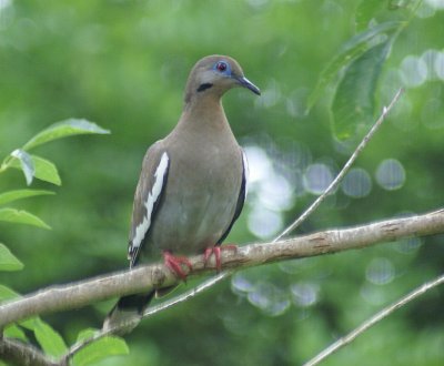 Whit-winged Dove