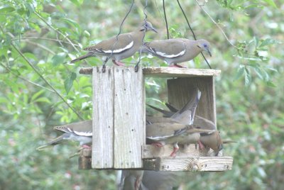 Whit-winged Dove