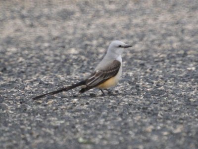 Scissor-tailed Flycatcher