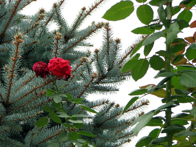 Briefly Red, Ever Green
