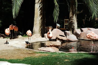 On the grounds of the Flamingo