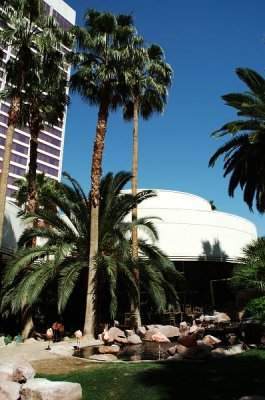 On the grounds of the Flamingo