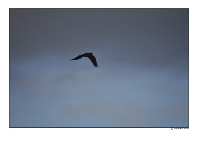 crow.jpg