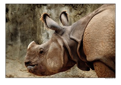 rhino1.jpg
