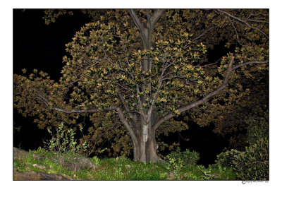 night_tree.jpg