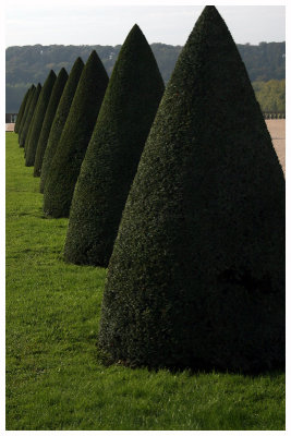 Versailles Trimmed Trees