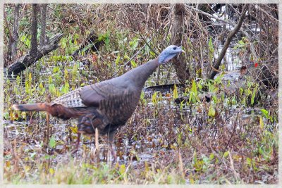 Wild Turkey